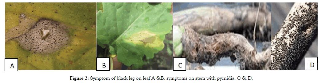 plant-pathology-stem-pycnidia