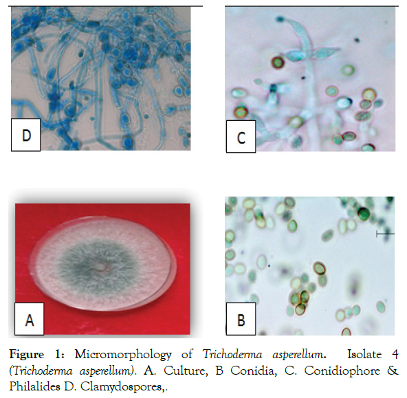 plant-pathology-trichoderma-asperellum