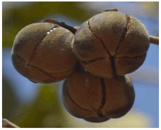 tropical-diseases-garckeana