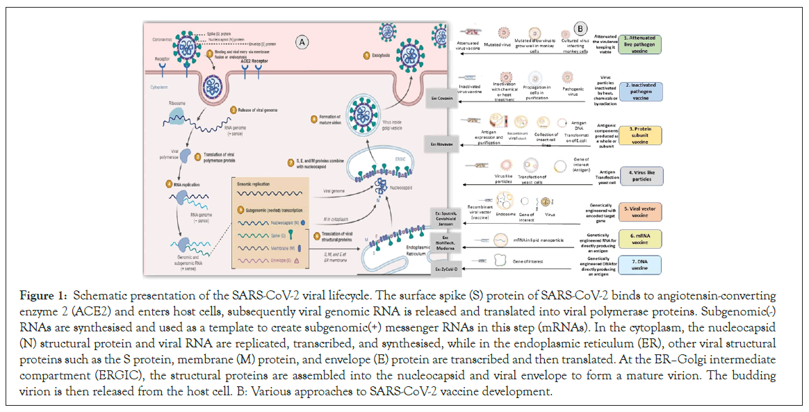 endoplasmic