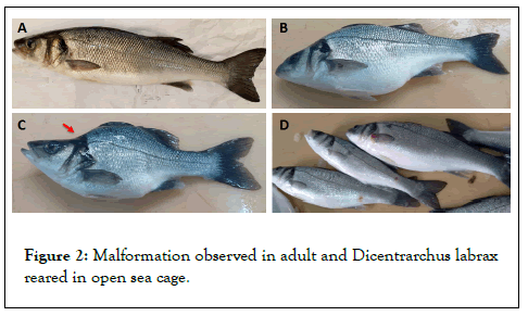 aquaculture-adult