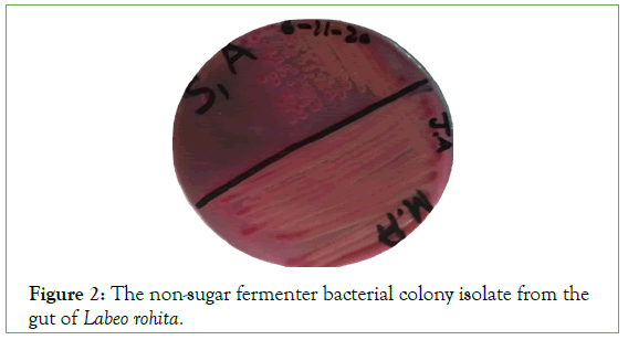 clinical-medical-bacterial