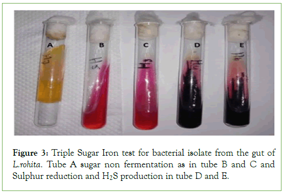 clinical-medical-bacterial