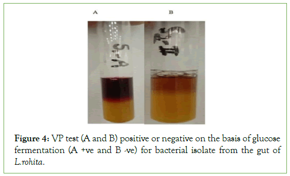 clinical-medical-glucose