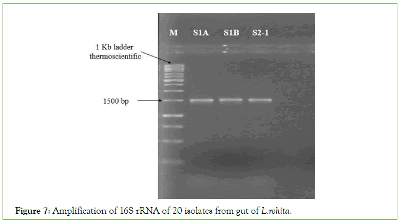 clinical-medical-isolates