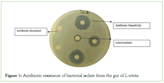 clinical-medical-resistance