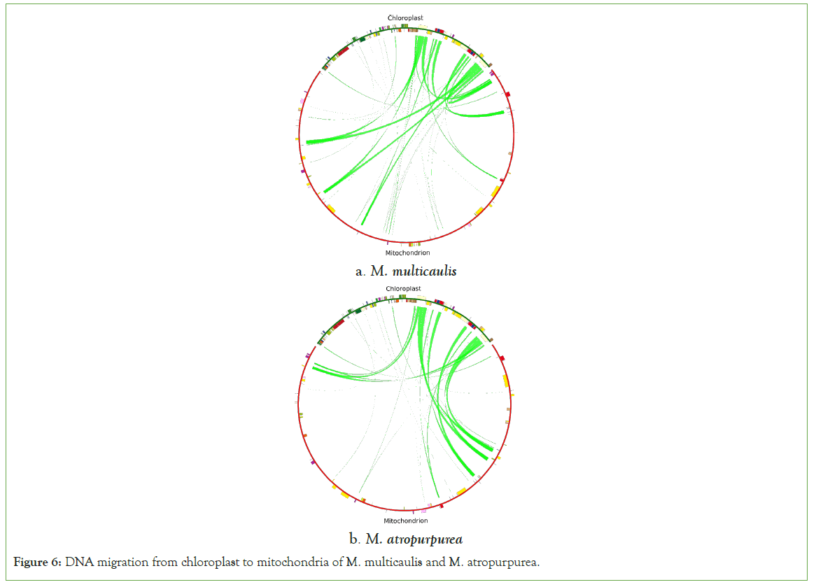 genomics-chloroplast