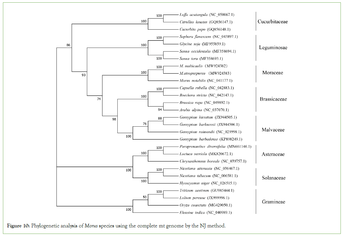 genomics-morus