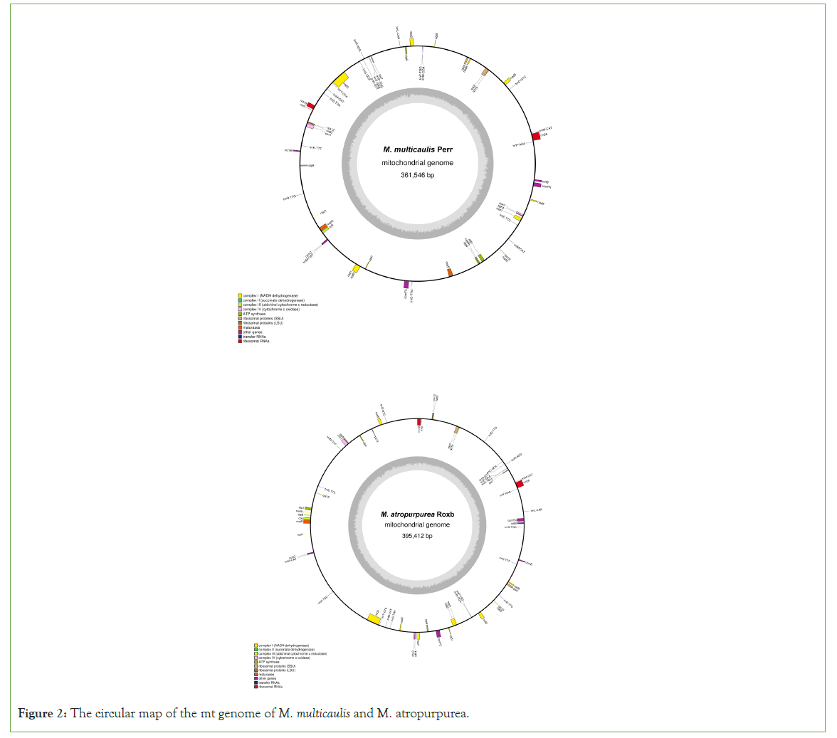 genomics-multicaulis