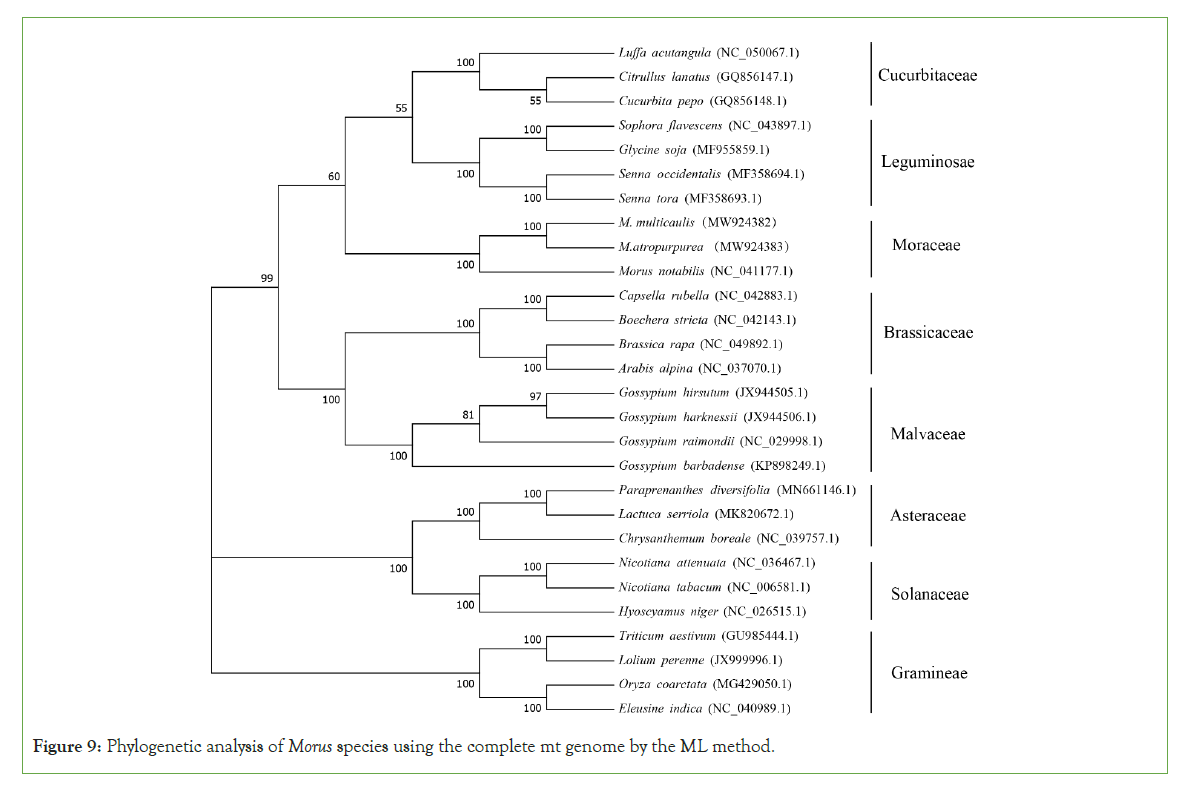 genomics-phylogenetic-