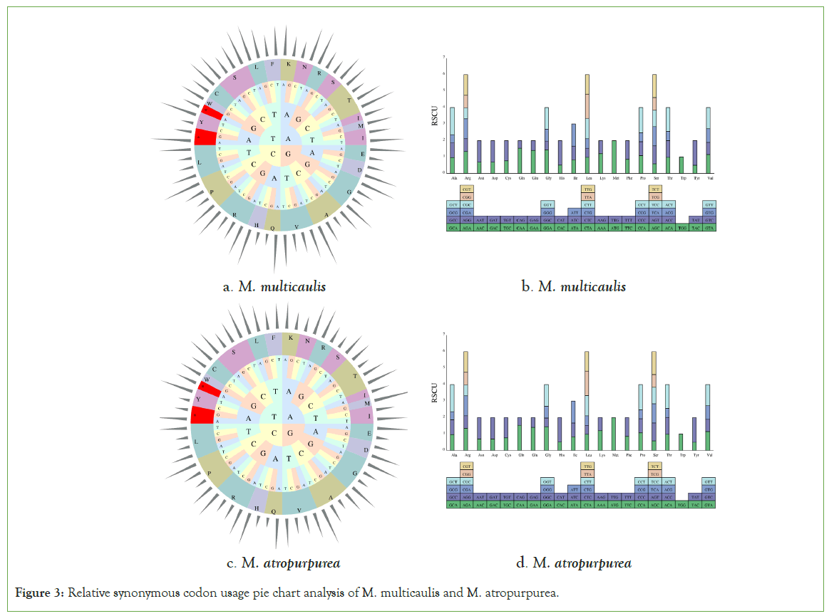 genomics-synonymous