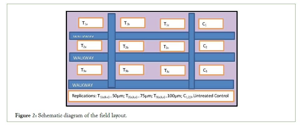 pathology-layout