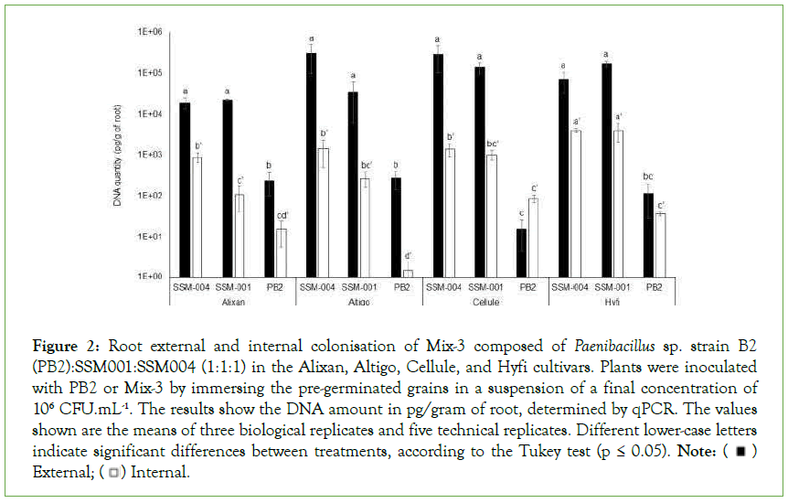 plant-microbiology-colonisation