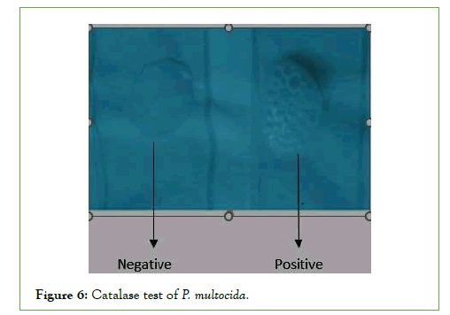 /vaccines-catalase