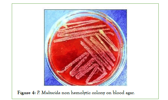 vaccines-hemolytic