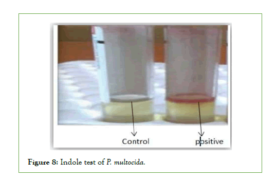 vaccines-indole