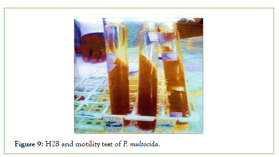 vaccines-motility