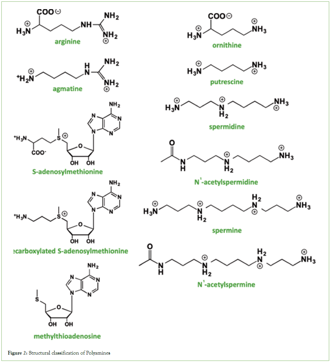 Analytical-Biochemistry-Polyamines