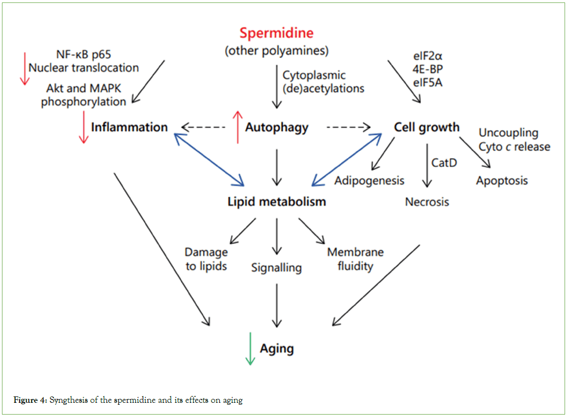 Analytical-Biochemistry-Syngthesis