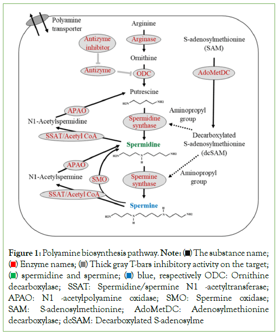 Analytical-Biochemistry-acetyltransferas