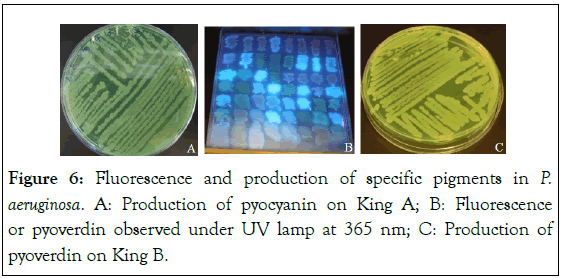 Bacteriology-Parasitology-Fluorescence
