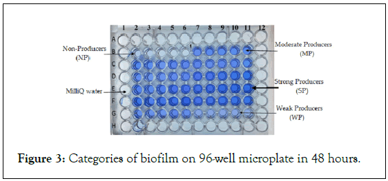 Bacteriology-Parasitology-microplate