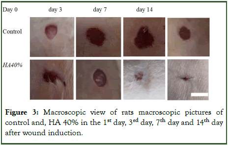 Biology-Medicine-Macroscopic