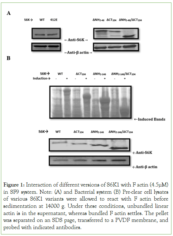 Blood-Interaction