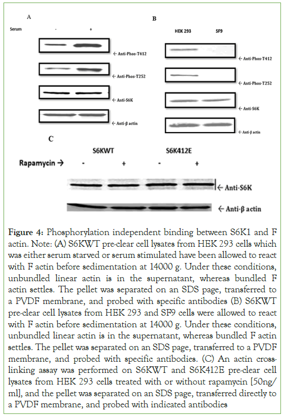 Blood-Phosphorylation