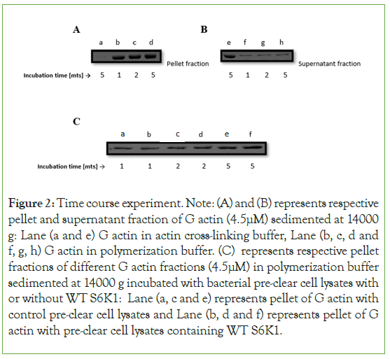 Blood-fraction