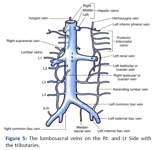 Imaging-Radiology-lumbosacral