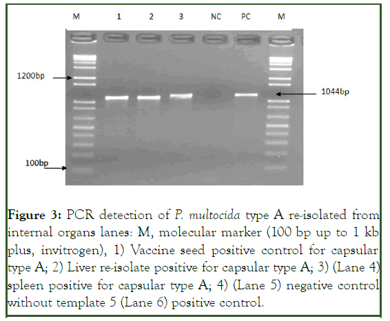 JBP-PCR