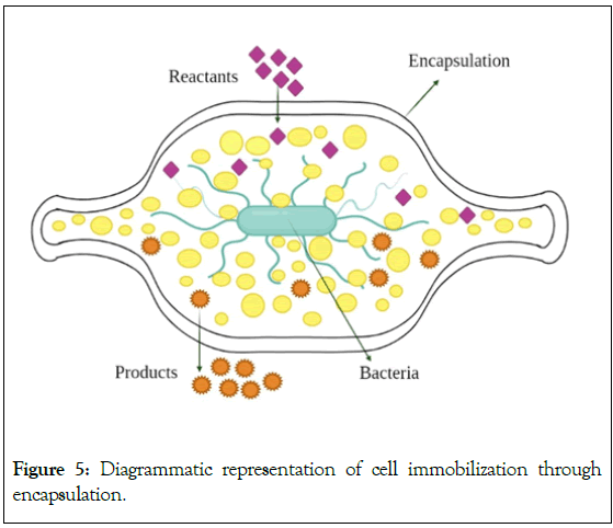 Microbial-Biochemical-Diagrammatic