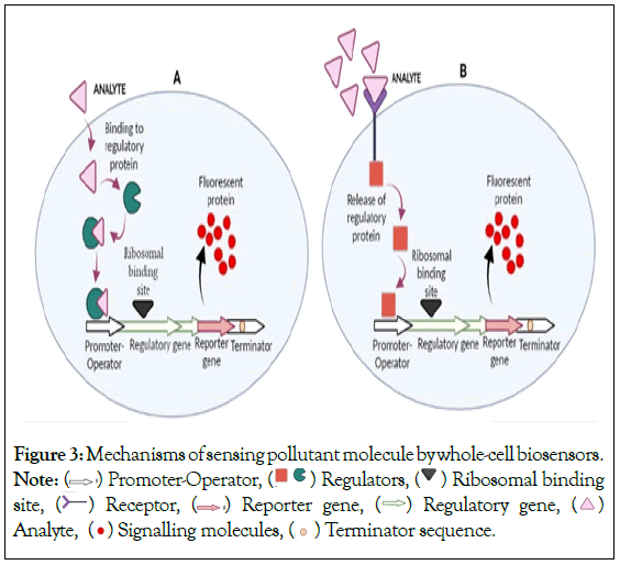 Microbial-Biochemical-Receptor