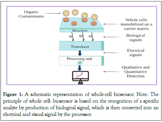 Microbial-Biochemical-representation
