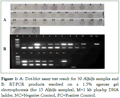 Plant-Microbiology