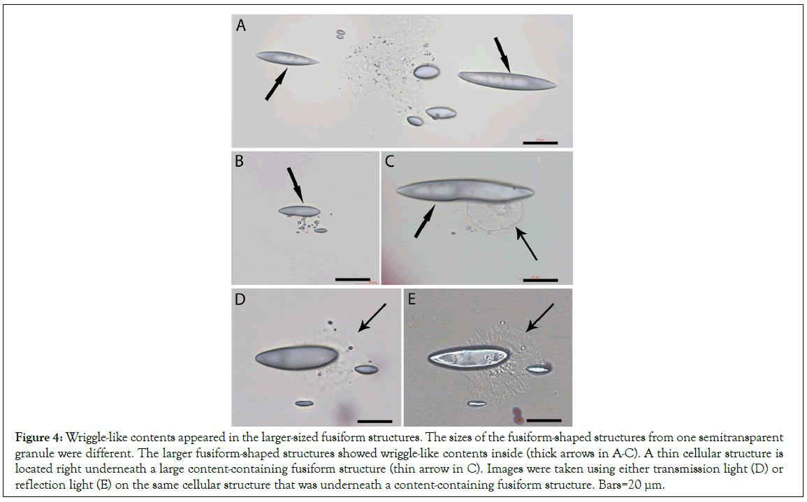 Stem-Cell-Wriggle