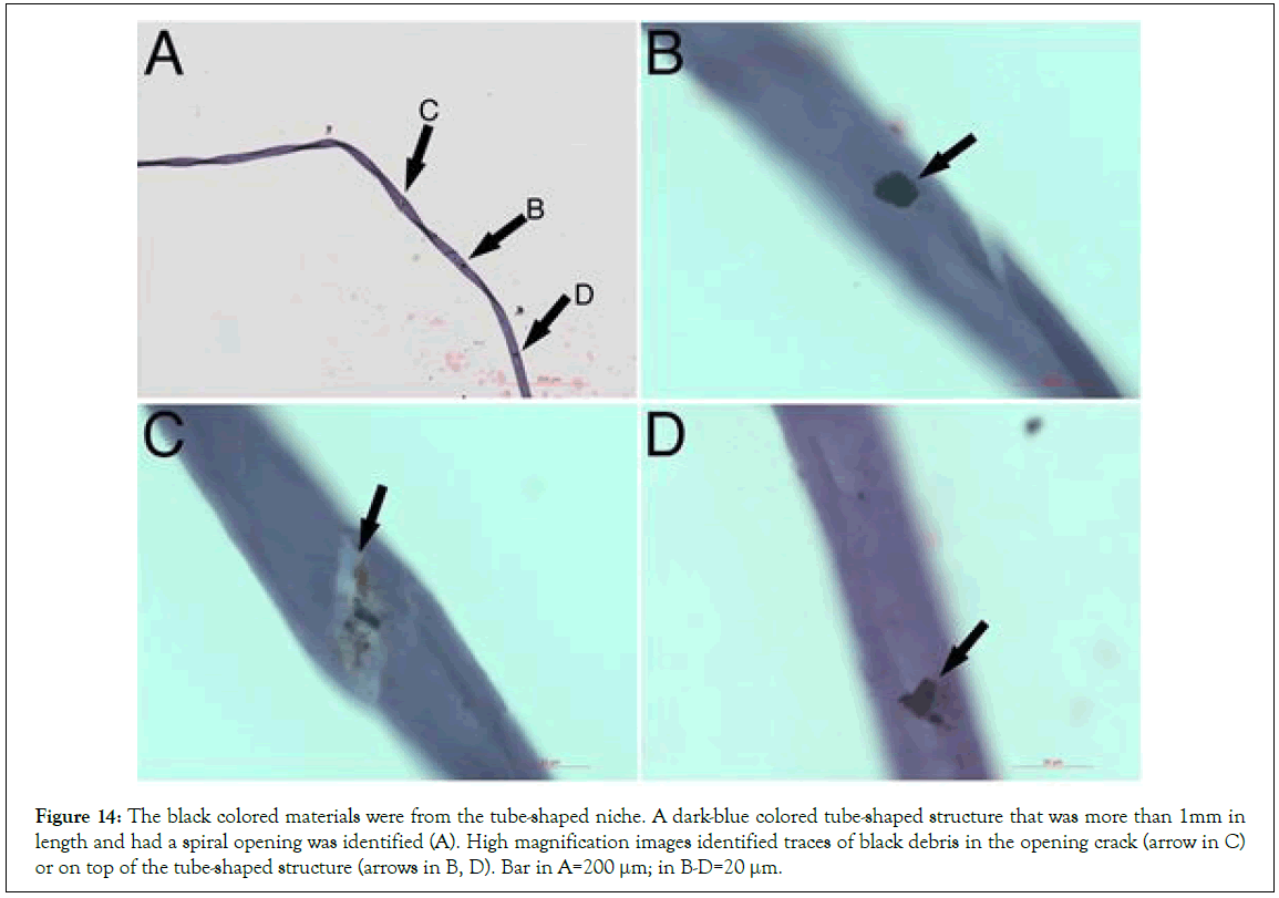 Stem-Cell-arrows