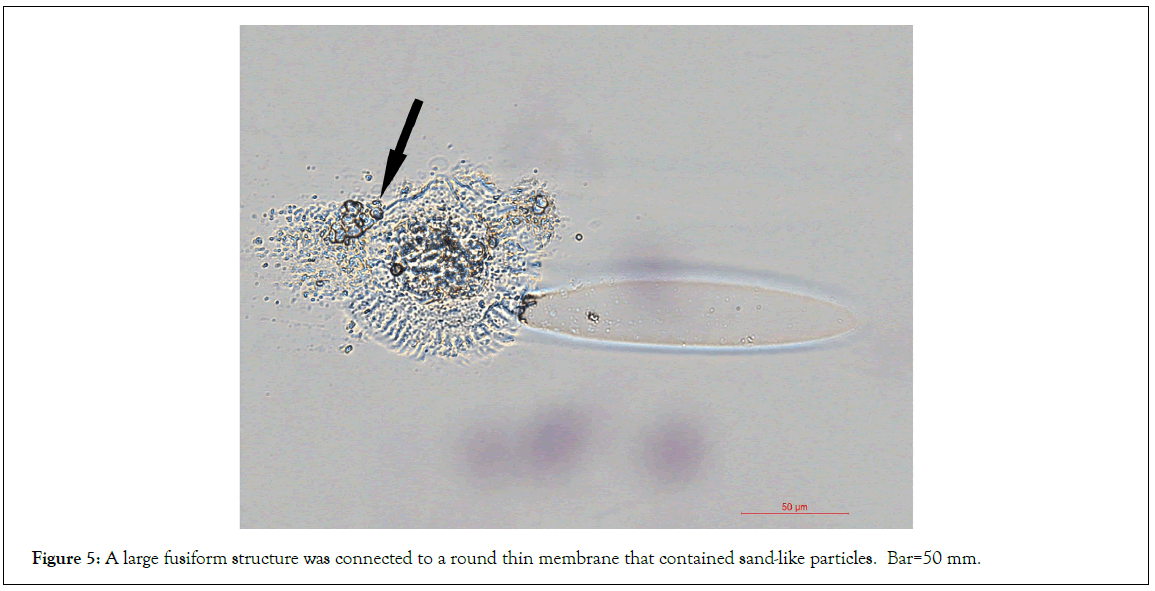 Stem-Cell-connected