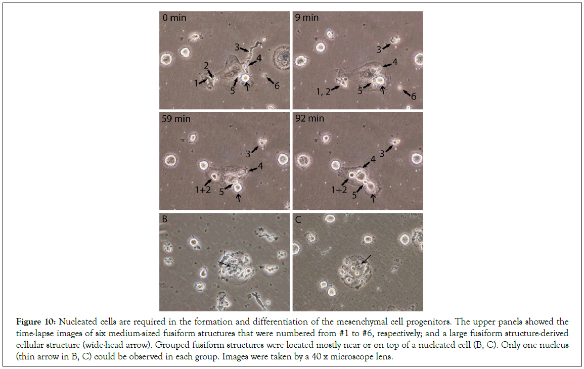 Stem-Cell-microscope