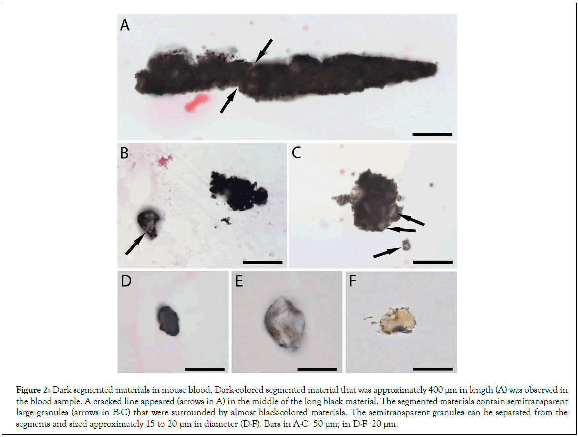 Stem-Cell-middle