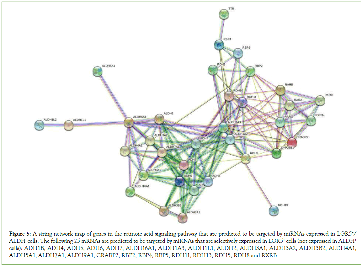 Stem-Cell-network