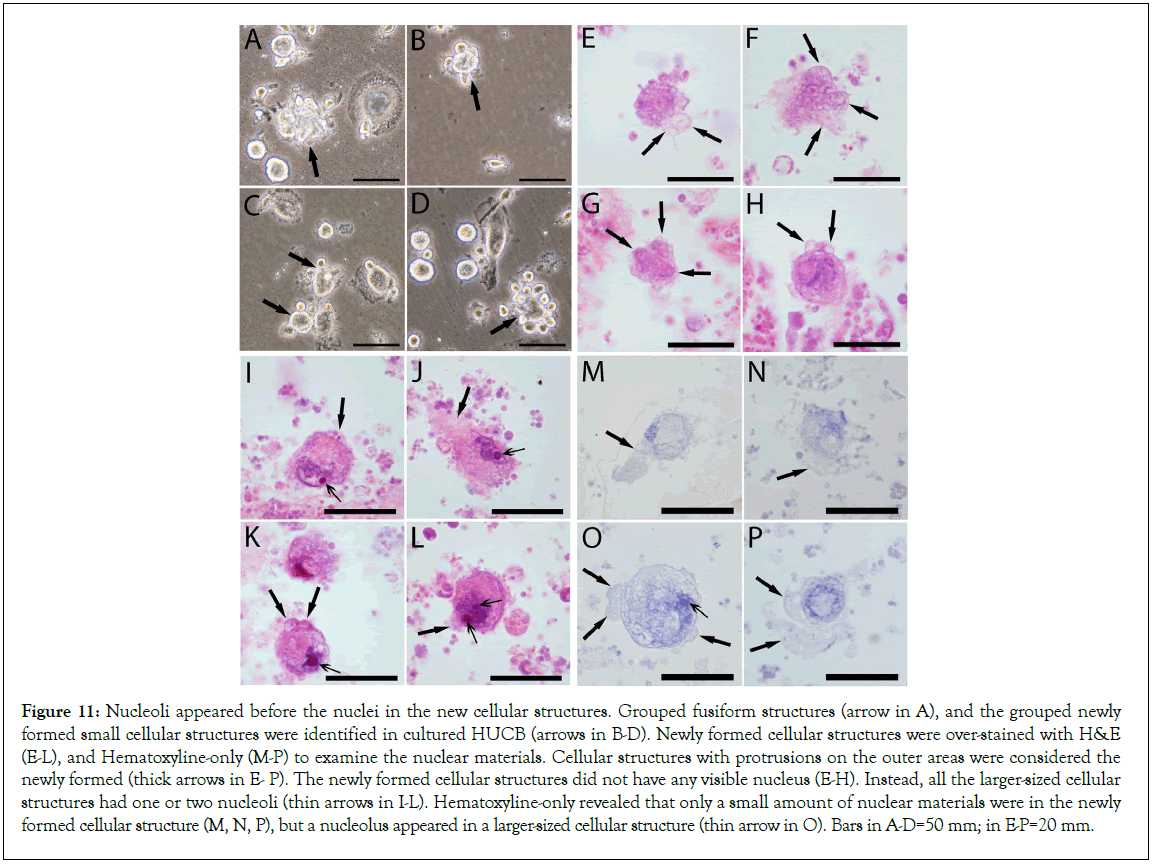 Stem-Cell-nuclei