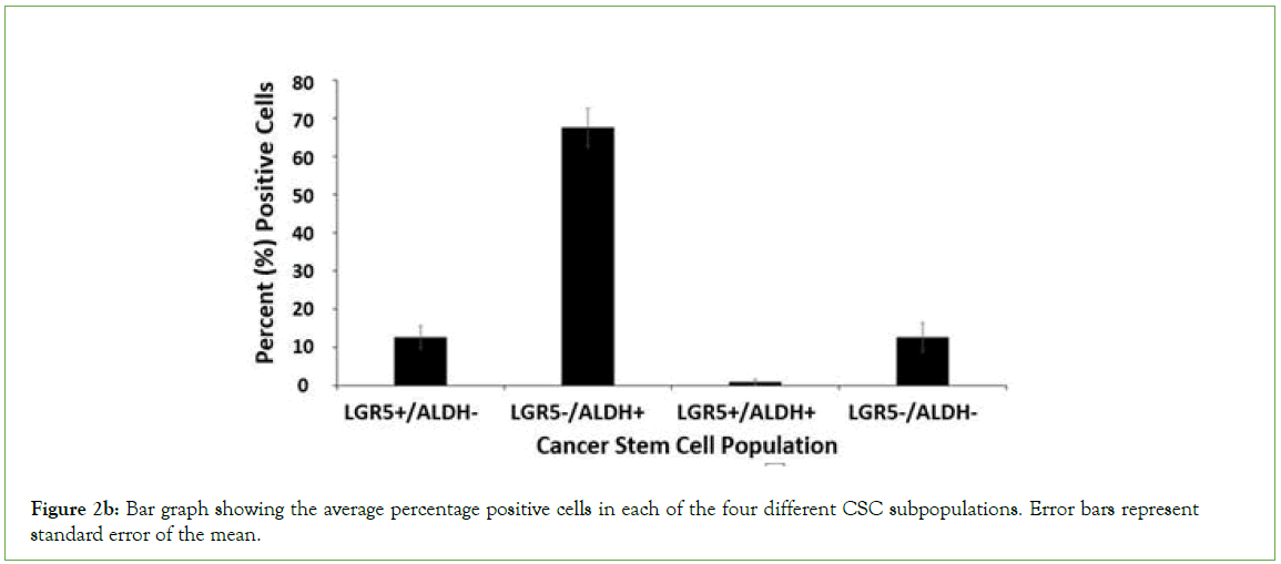 Stem-Cell-positive