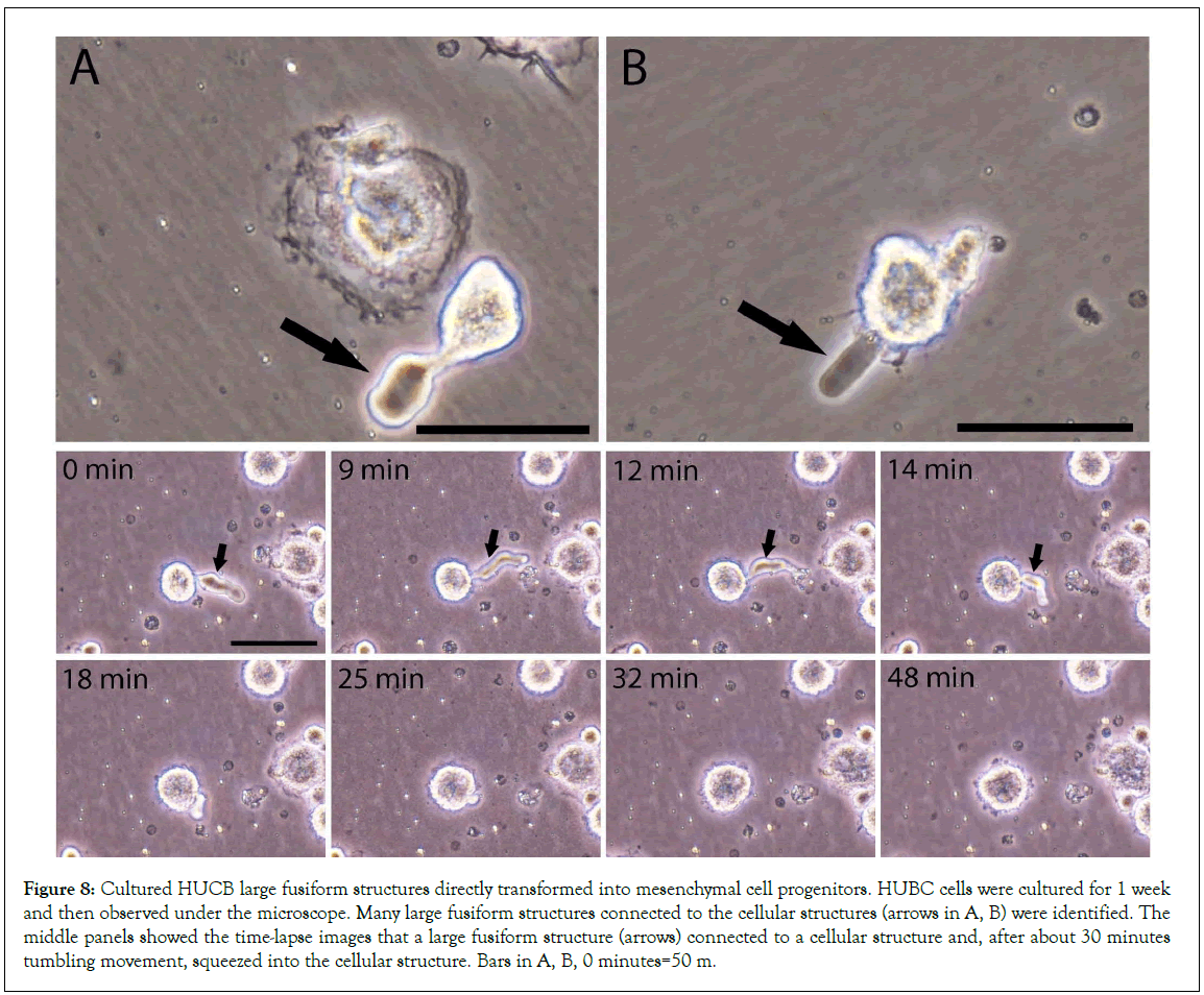 Stem-Cell-squeezed