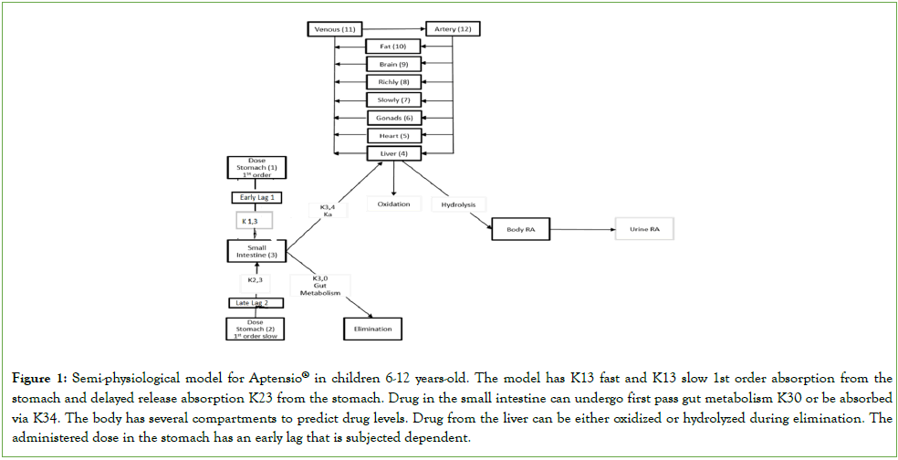 bioequivalence-bioavailability-model