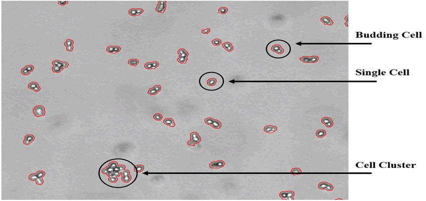 fermentation-technology-cell