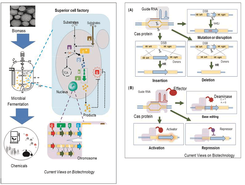 fermentation-technology-scheme