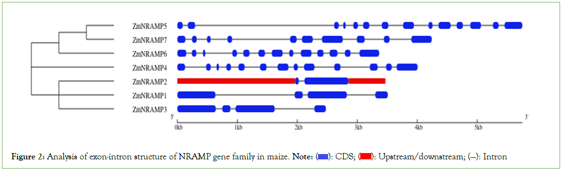 genomics-proteomics-maize