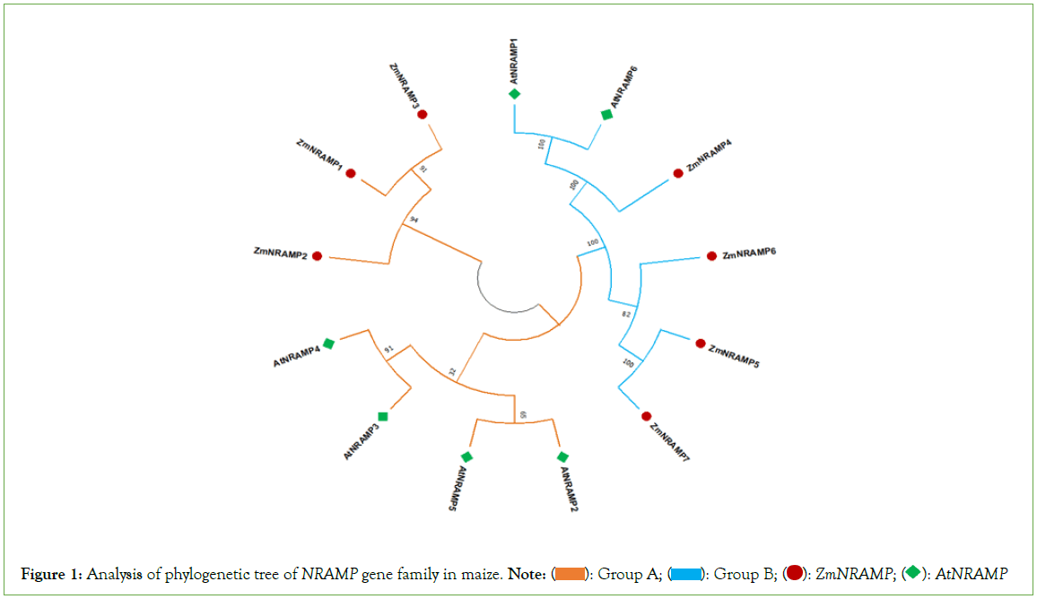 genomics-proteomics-phylogenetic